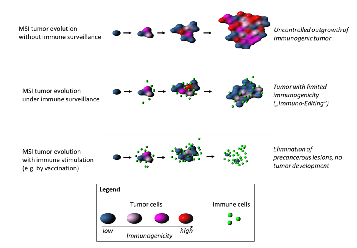 MSI cancer evolution and immunoediting